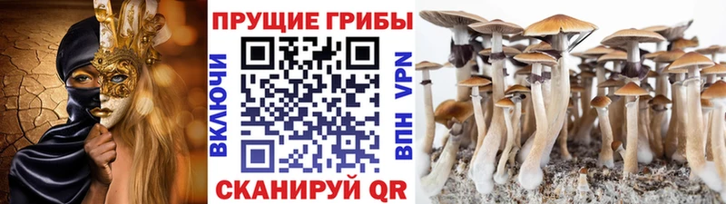 магазин продажи   Славянск-на-Кубани  Псилоцибиновые грибы мицелий 
